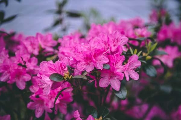 Rhododendron 'Olga Mezitt' 3 Gallon