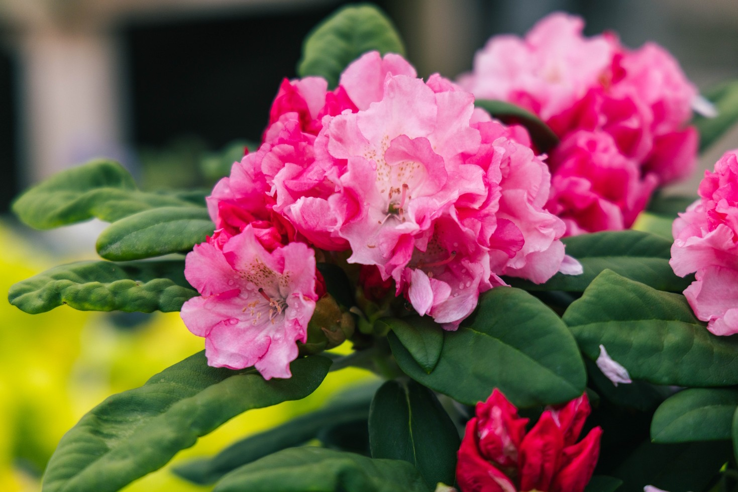 Rhododendron 'Yaku Prince' 3 Gallon