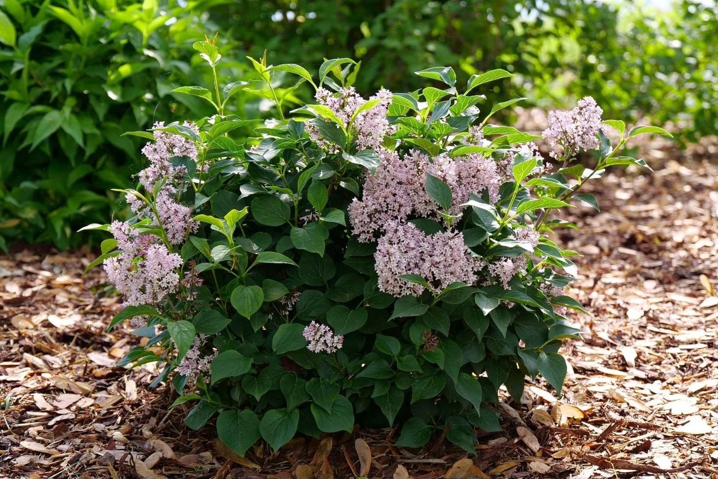 Lilac Baby Kim&reg; 3 Gallon