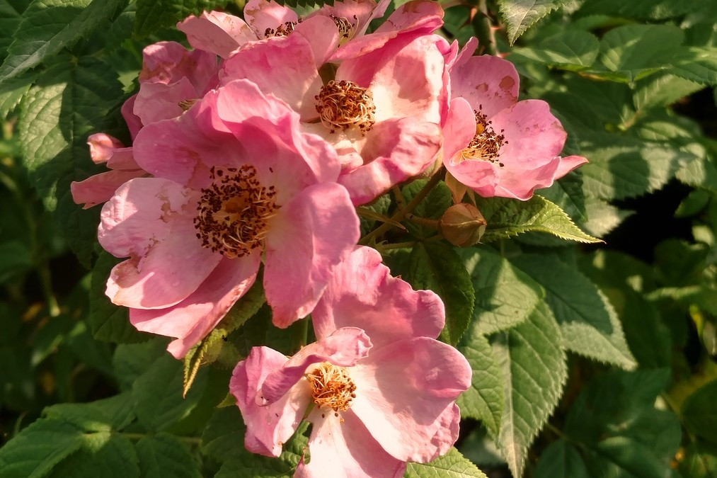 Climbing Prairie Rose 3 Gallon