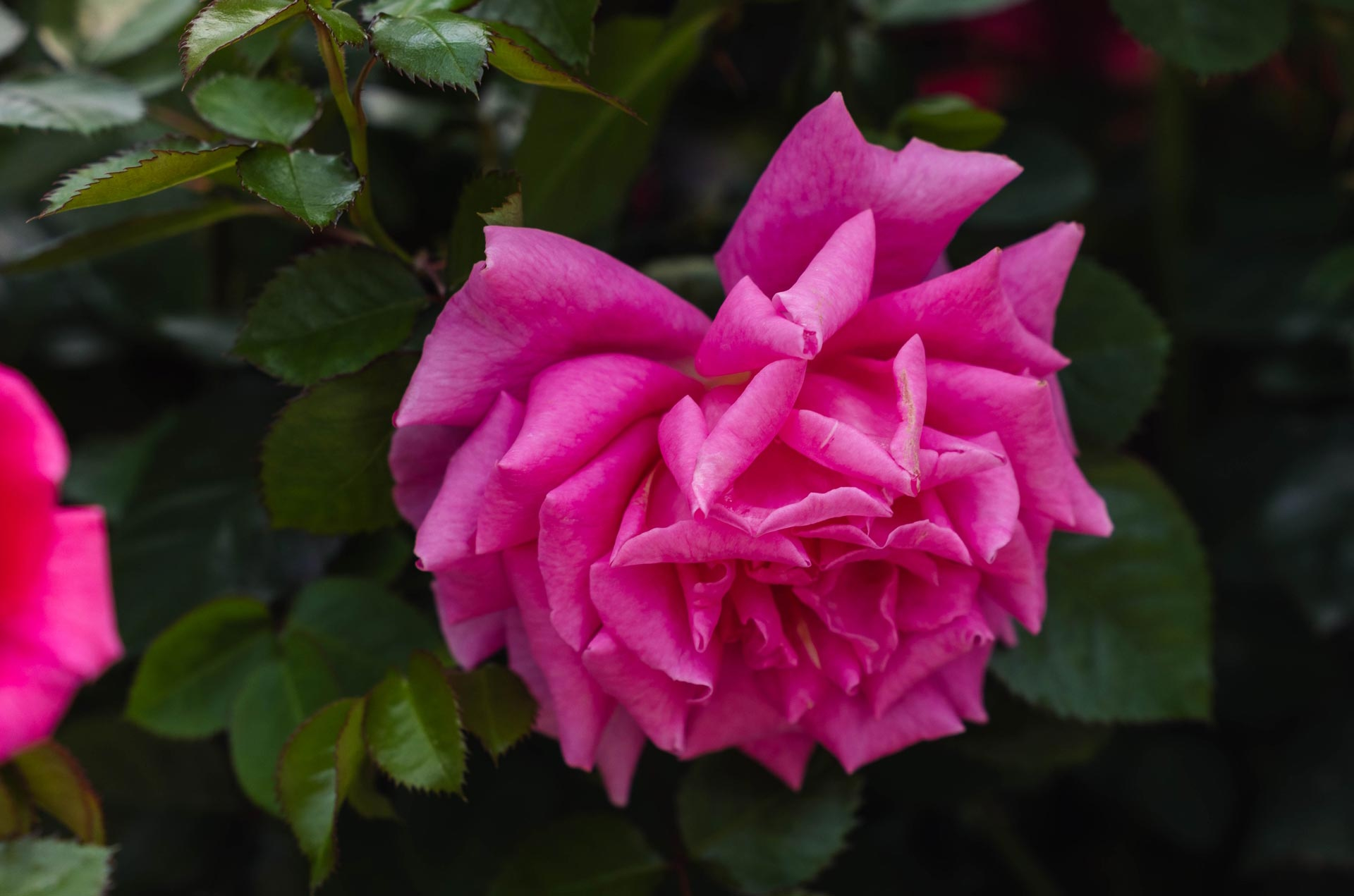 Climbing Rose 'True Gratitude' 2 Gallon
