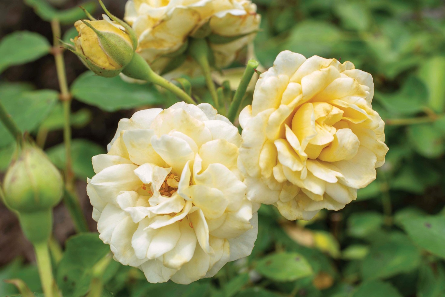 Groundcover Rose Buttercream Drift&reg; 2 Gallon