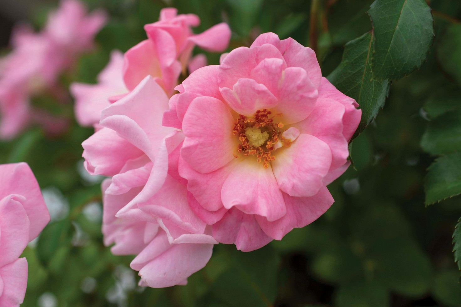 Groundcover Rose Blushing Drift&reg; 2 Gallon