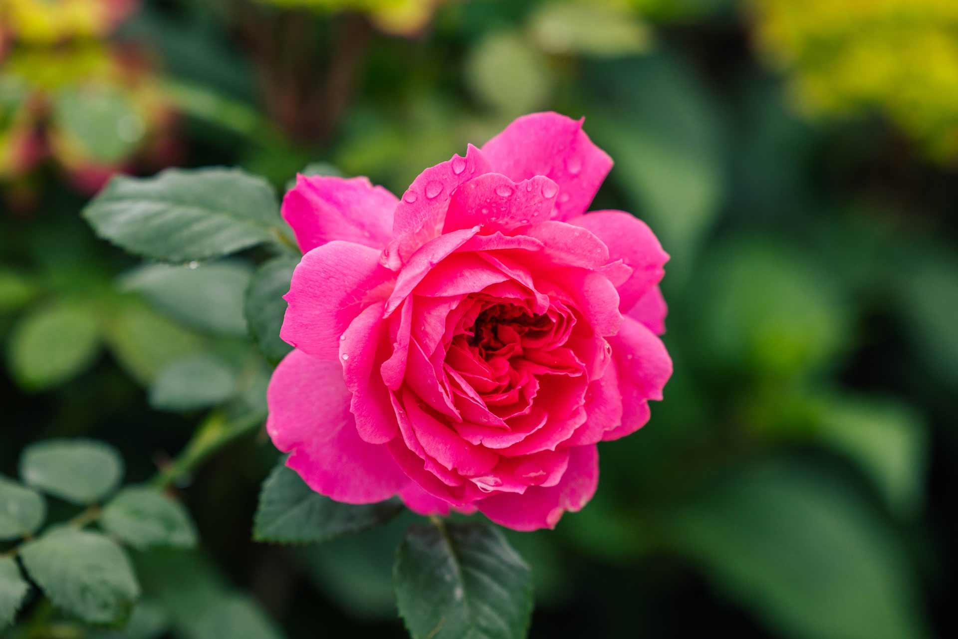 Hybrid Tea Rose 'True Inspiration' 2 Gallon