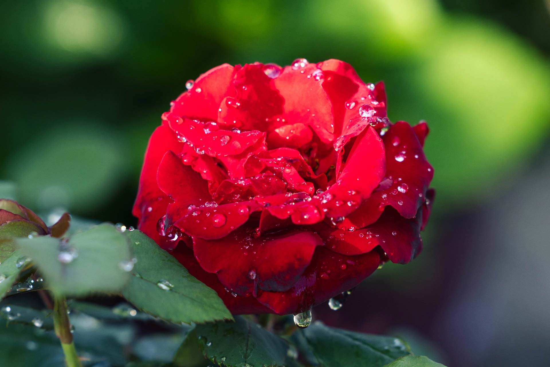 Hybrid Tea Rose 'True Spirit' 2 Gallon