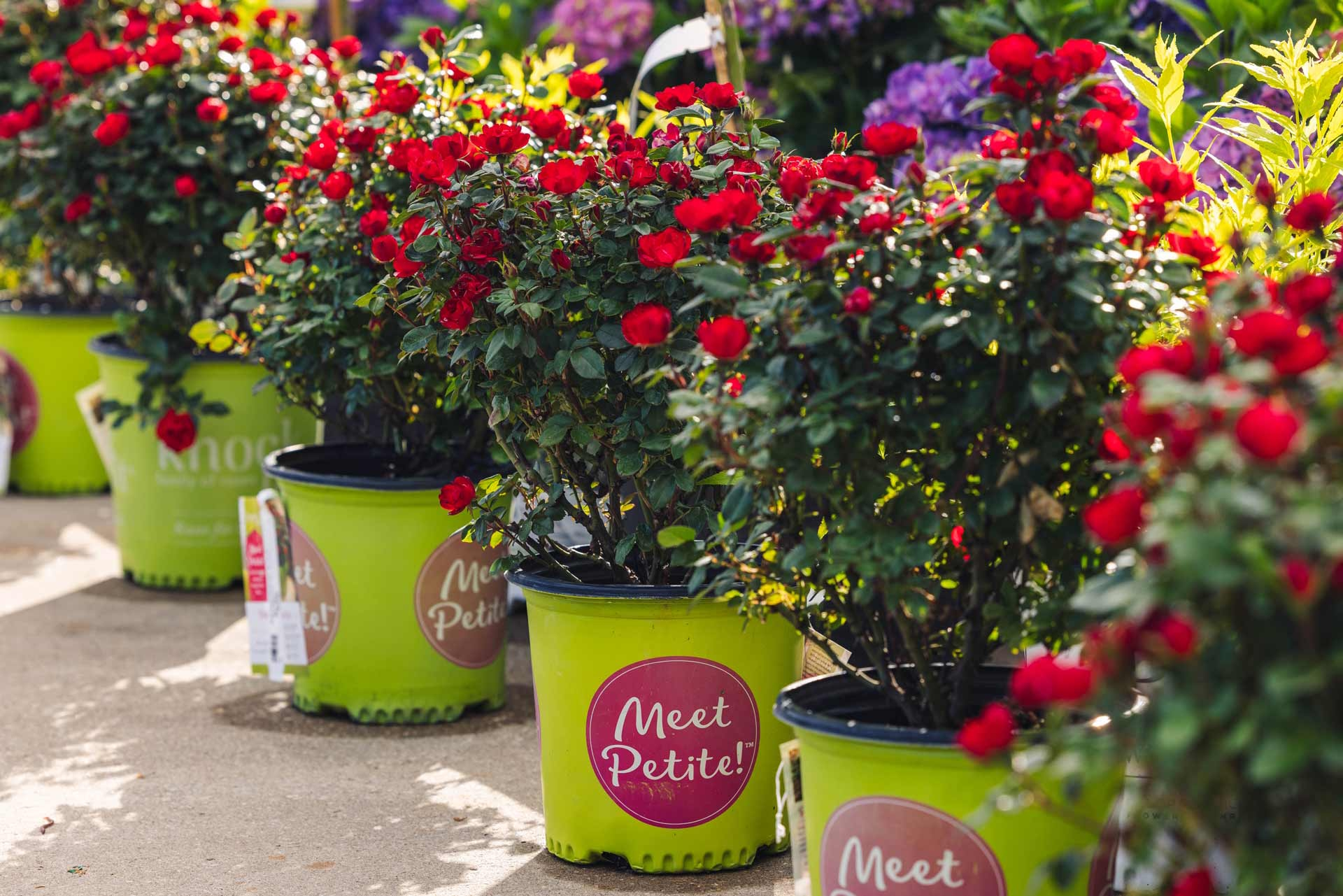 Miniature Rose Petite Knock Out&reg; 3 Gallon