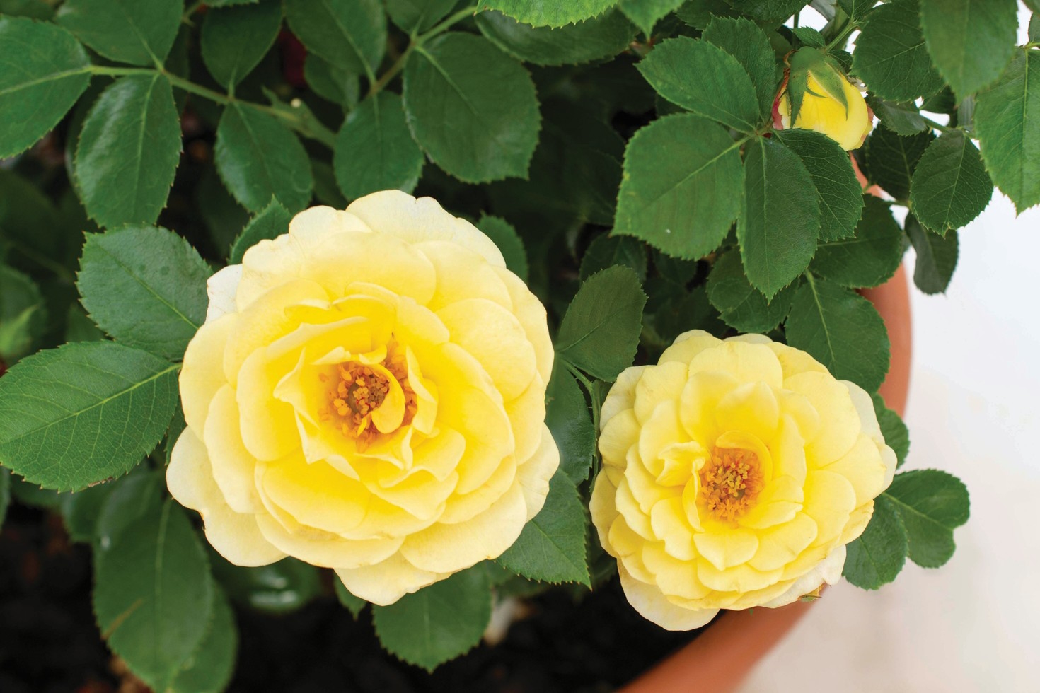 Miniature Rose Sunblaze&reg; Lemon Patio Pot