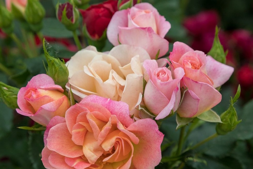 Miniature Rose Peach Sunblaze&reg; Patio Pot