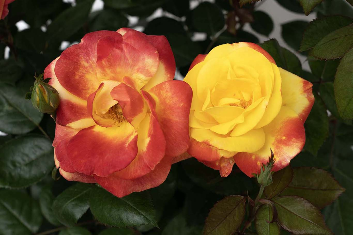 Floribunda Rose Sunbelt&reg; Garden Flame&trade; 5 Gallon
