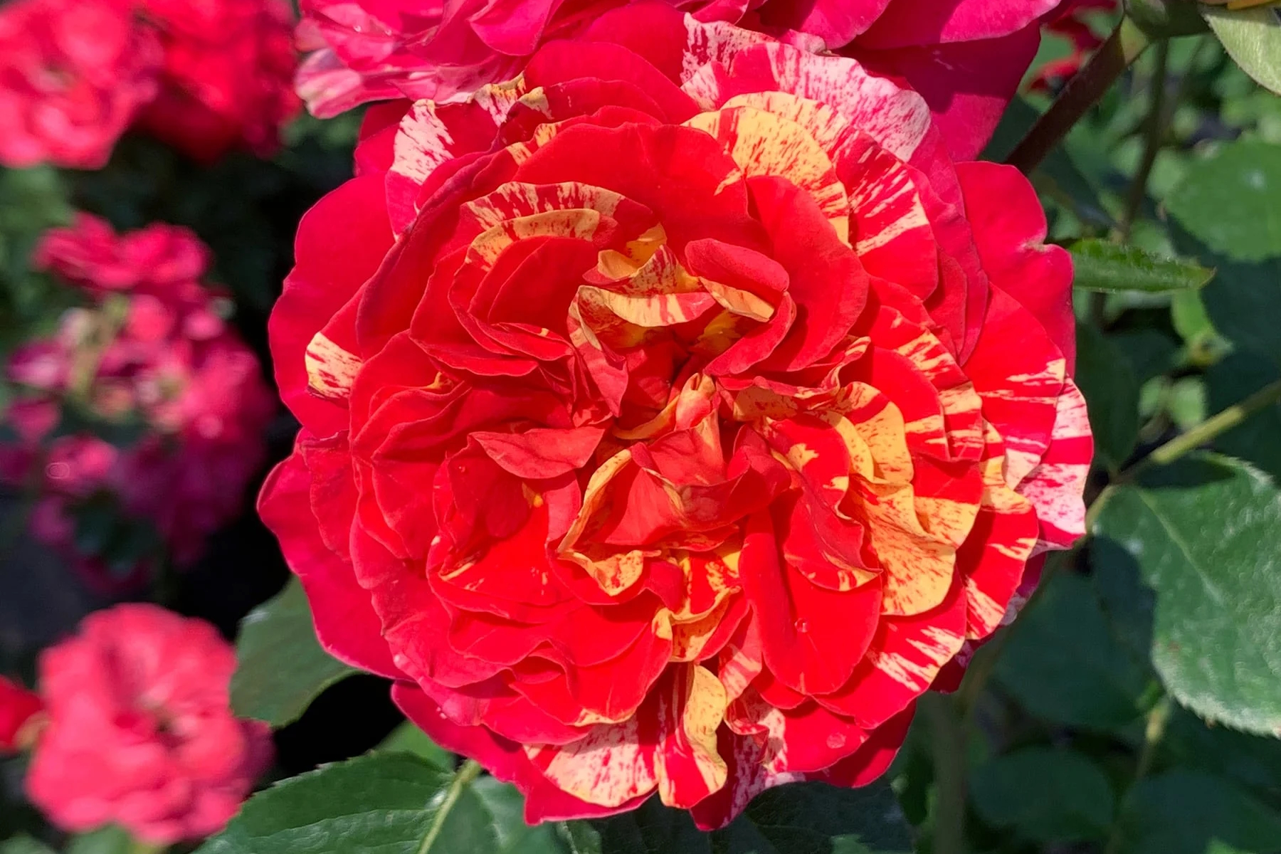 Floribunda Rose Winning Streak&trade; 5 Gallon