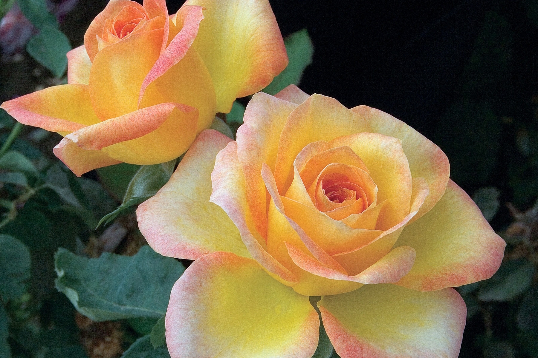 Grandiflora Rose Gold Medal 5 Gallon