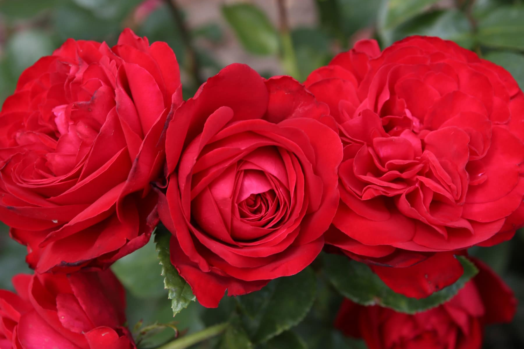 Grandiflora Rose Tiamo&trade; 5 Gallon