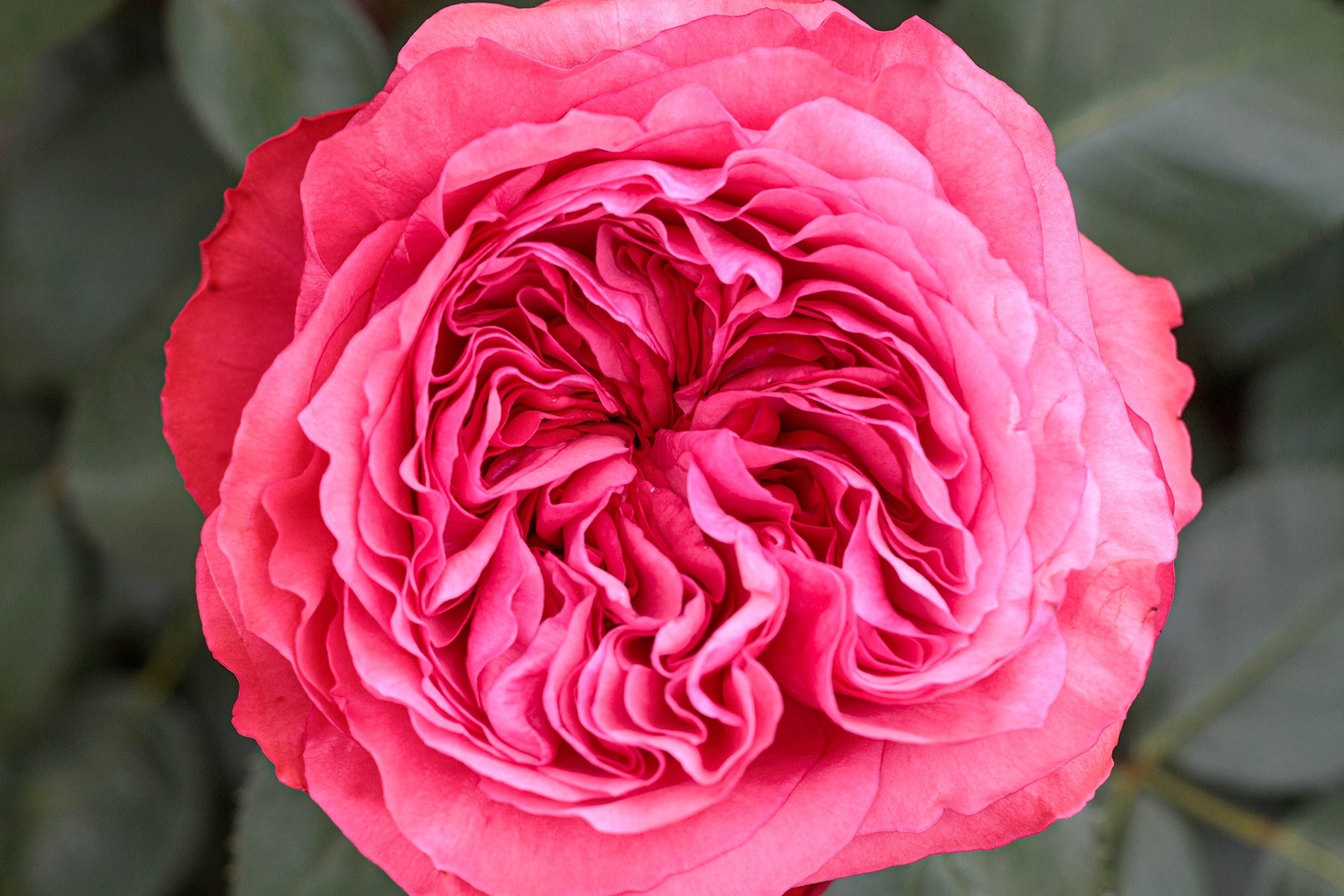 Hybrid Tea Rose Loves Me, Loves Me Not&trade; 5 Gallon