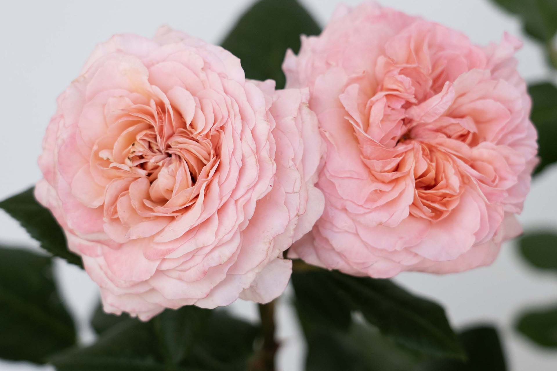 Hybrid Tea Rose Martha Stewart&trade; 5 Gallon