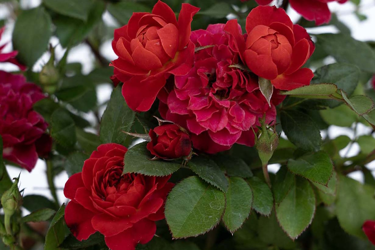 Miniature Rose Tree Sunblaze&reg; Watermelon Patio Pot