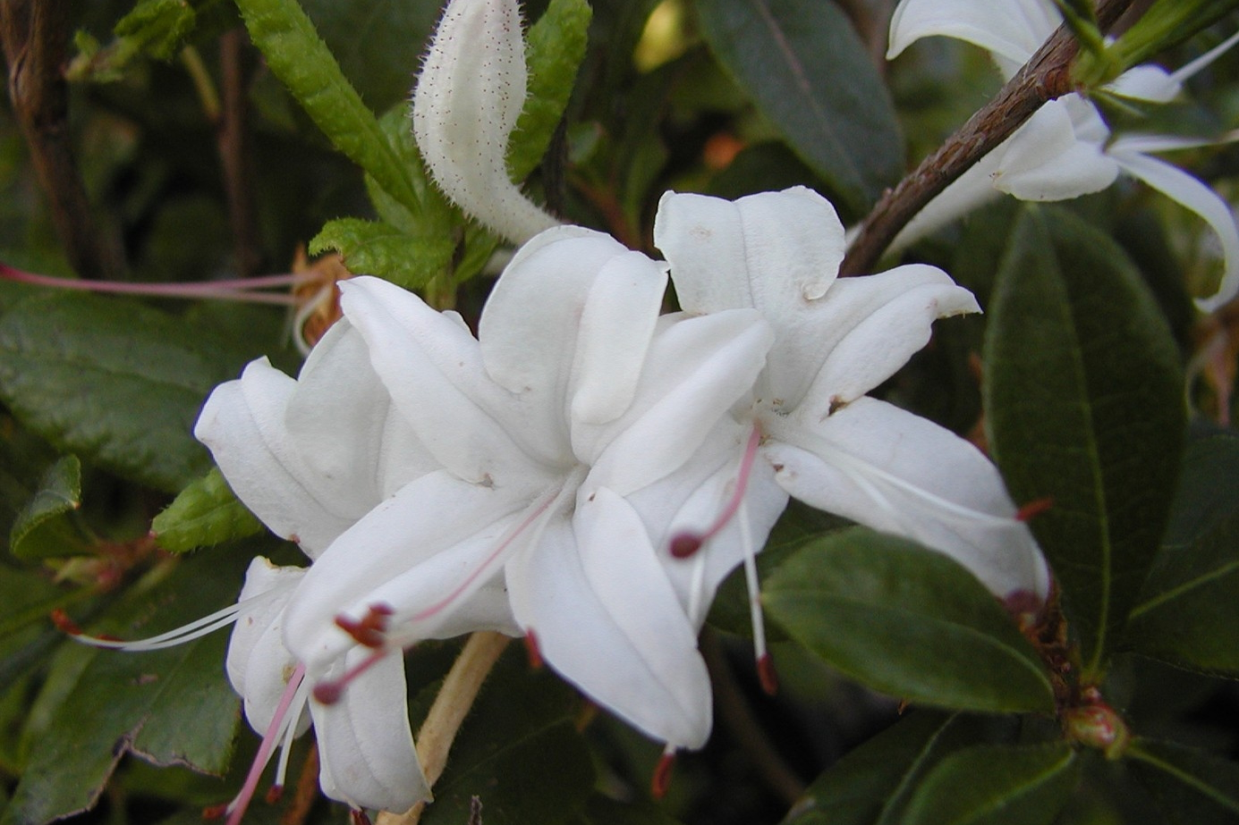 Deciduous Swamp Azalea 3 Gallon