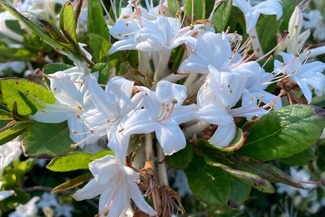 Deciduous Swamp Azalea 'Summer Eyelet' 5 Gallon
