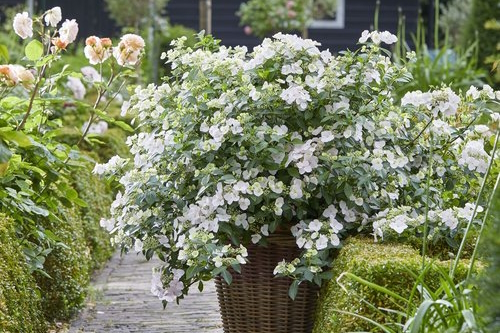 Cascade Hydrangea Fairytrail Bride&reg; 12" Hanging Basket