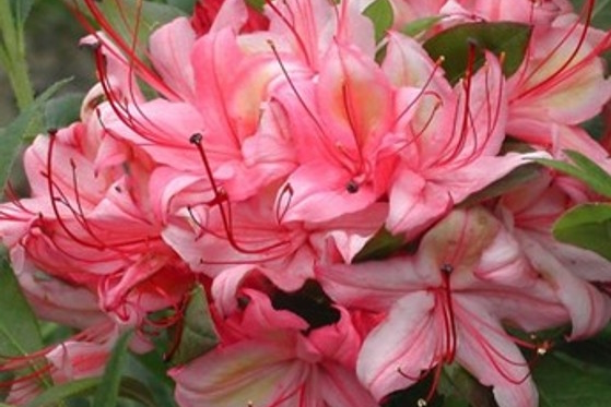 Deciduous Azalea 'Weston's Lollipop' 3 Gallon