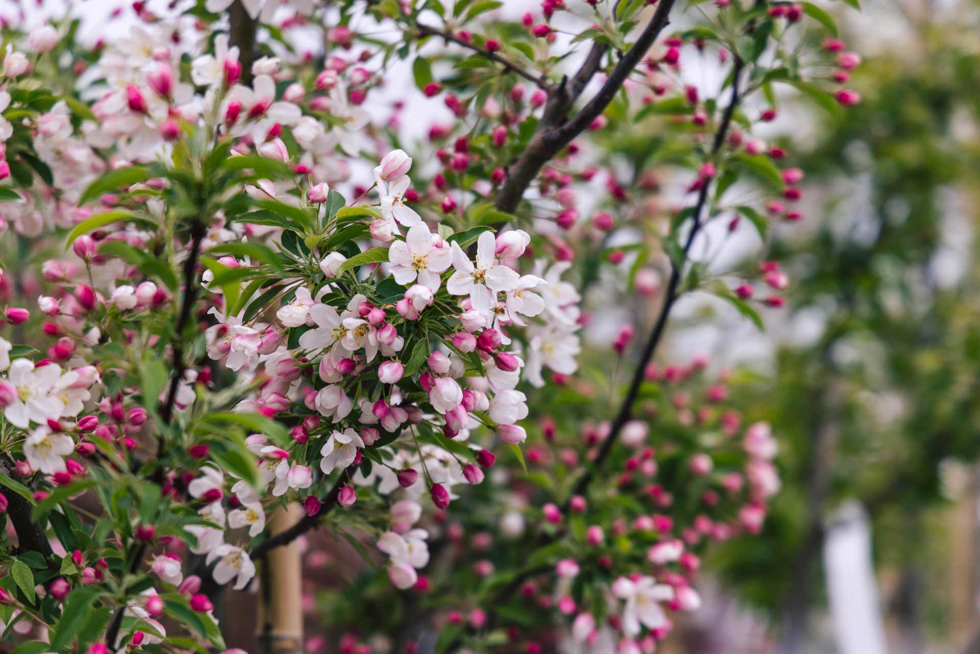 Crabapple Sweet Sugar Tyme&reg; 25 Gallon
