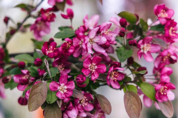 Crabapple 'Robinson' 25 Gallon