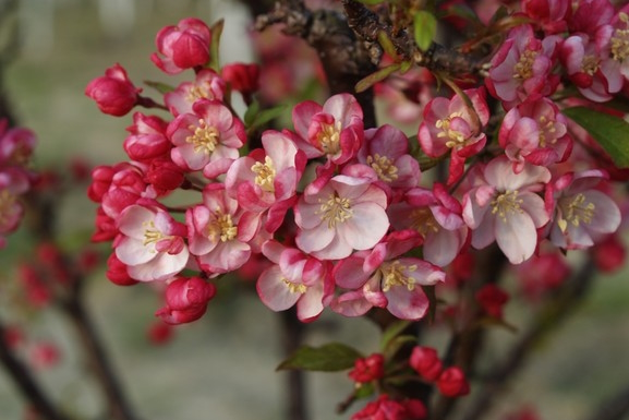Crabapple 'Coralburst' 10 Gallon