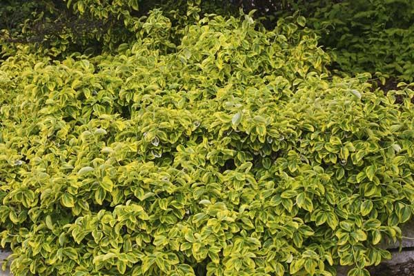 Euonymus 'Gold Splash' 3 Gallon