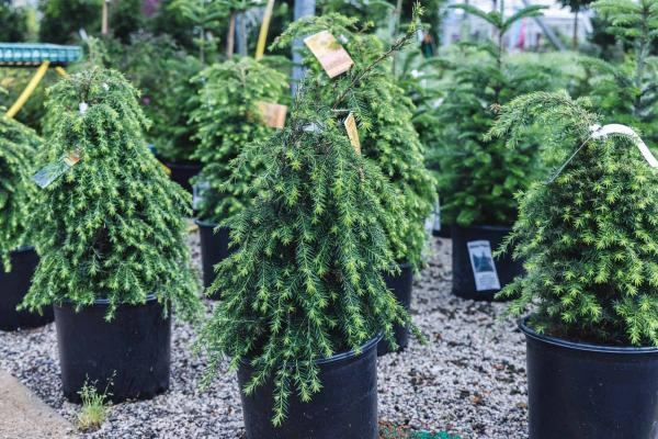 Dwarf Canadian Hemlock 'Jeddeloh' 3 Gallon