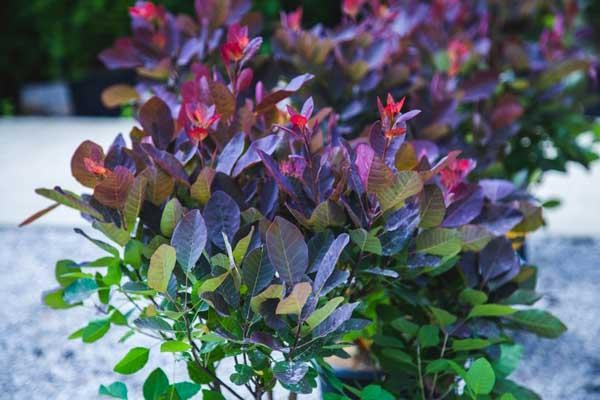 Smokebush 'Royal Purple' Tree 3 Gallon