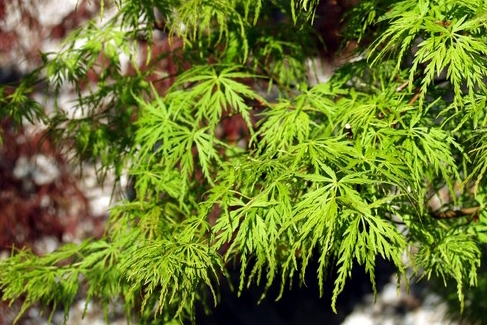 Japanese Maple 'Seiryu' 10 Gallon