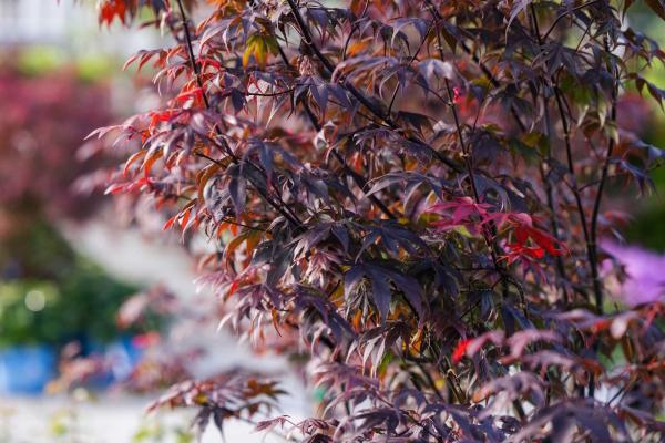 Japanese Maple 'Bloodgood' Clump 7 Gallon