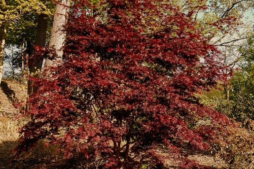 Japanese Maple 'Trompenburg' Clump 10 Gallon