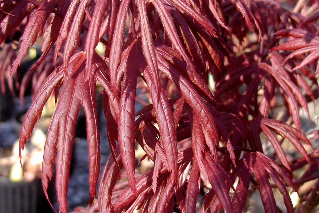 Japanese Maple 'Trompenburg' 10 Gallon