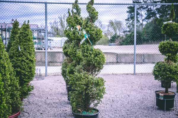 Dwarf Alberta Spruce Spiral Topiary 5 Gallon