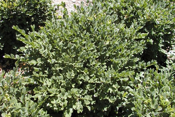 Boxwood Chicagoland Green&reg; 5 Gallon