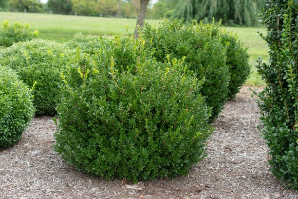 Boxwood 'Little Missy' 3 Gallon