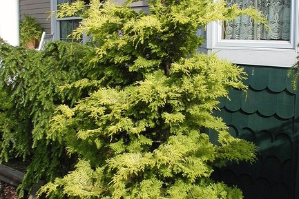 Hinoki Cypress 'Crippsii' 3 Gallon