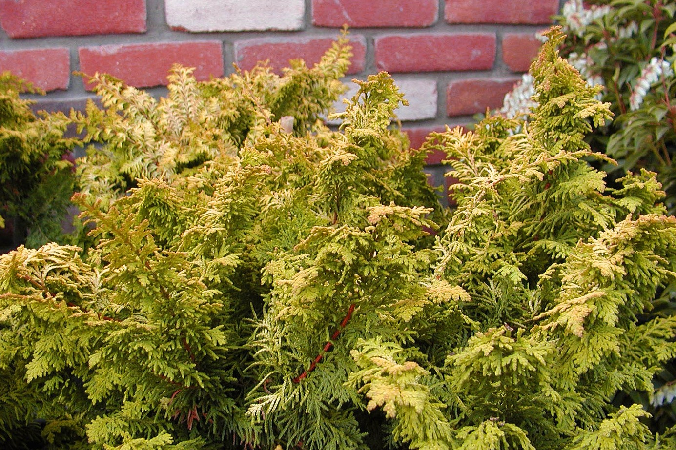 Hinoki Cypress 'Fernspray Gold' 3 Gallon