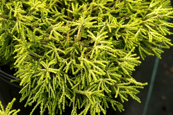 Hinoki Cypress 'Gitte' 5 Gallon