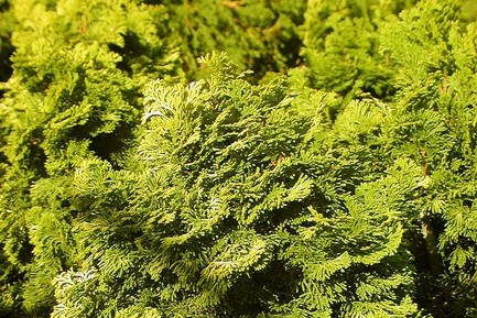 Dwarf Hinoki Cypress 'Verdonii' 3 Gallon