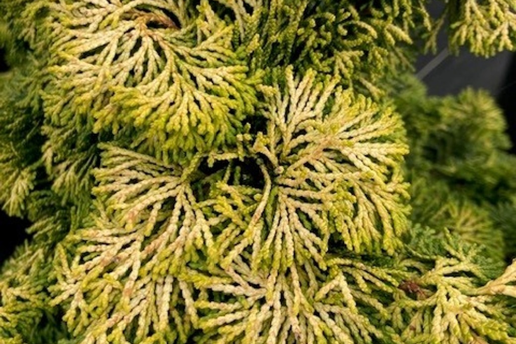 Hinoki Cypress 'Gracilis Aurea' 3 Gallon