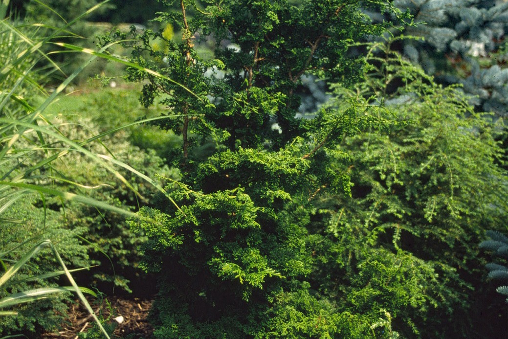 Hinoki Cypress 'Reis Dwarf' 3 Gallon