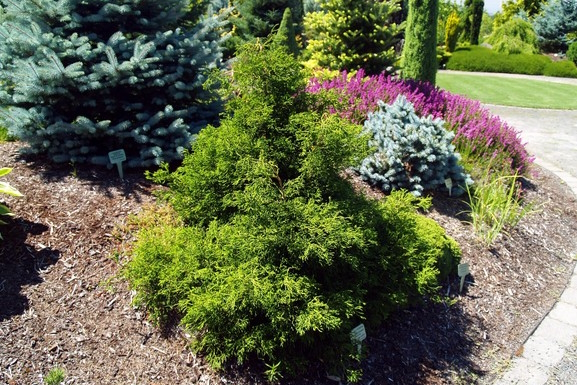 Dwarf Twisted Hinoki Cypress 3 Gallon