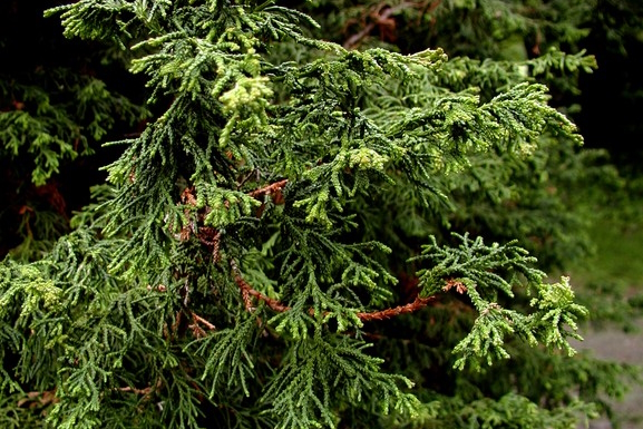 Twisted Hinoki Cypress 3 Gallon