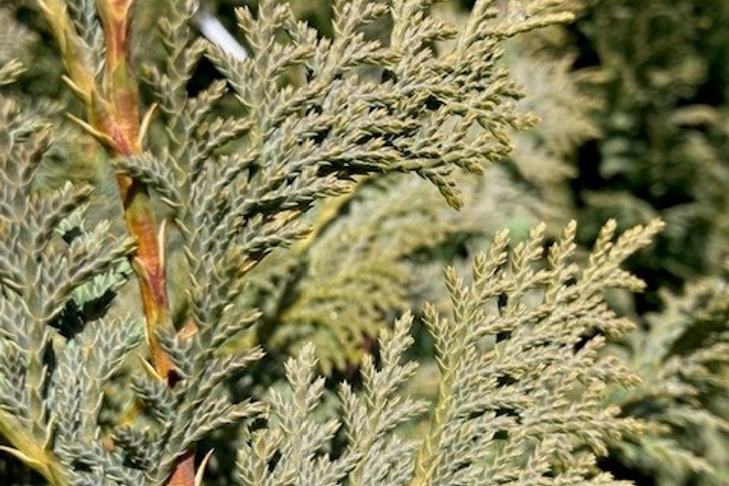 Nootka Cypress 'Glauca' 7 Gallon