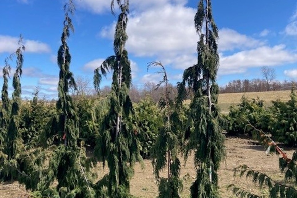 Nootka Cypress 'Moonshot' 7 Gallon