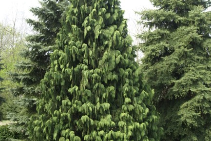 Weeping Nootka Cypress 'Dense' 7 Gallon