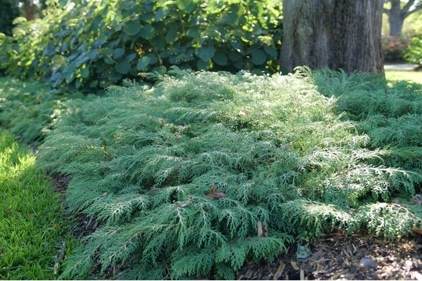 Siberian Cypress Celtic Pride&reg; 3 Gallon