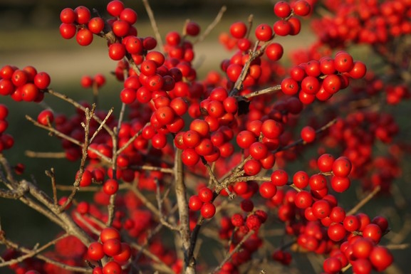 Female Winterberry Holly 'Red Sprite' 3 Gallon