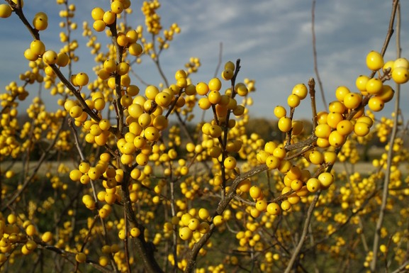 Female Winterberry Holly 'Chrysocarpa' 3 Gallon